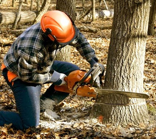 Tree Removal in Hardwick, VT